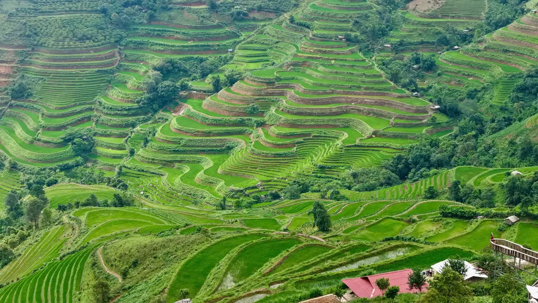 Ruộng bậc thang Tà Xùa