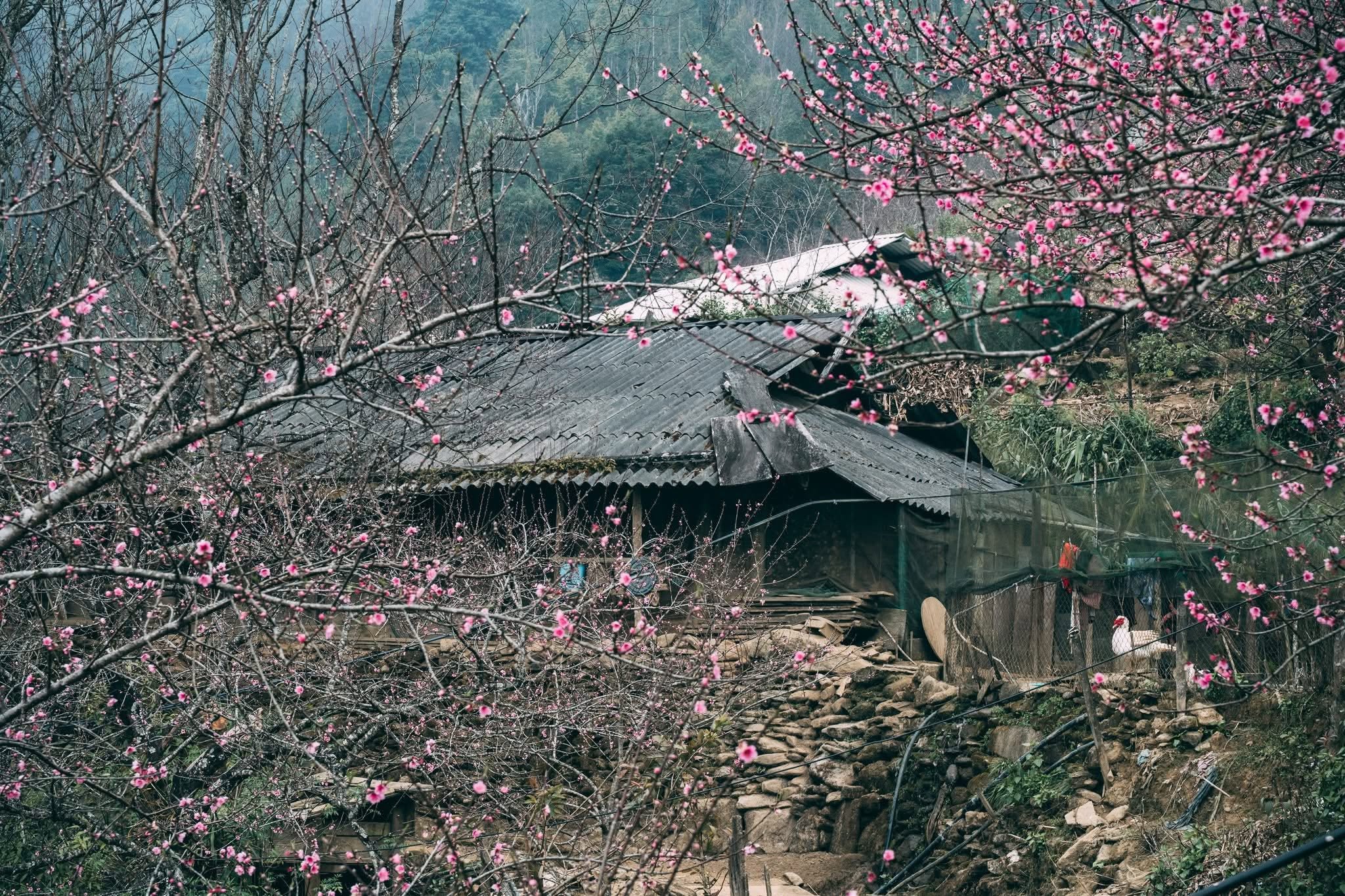 Giàng Homestay Tà Xùa 15