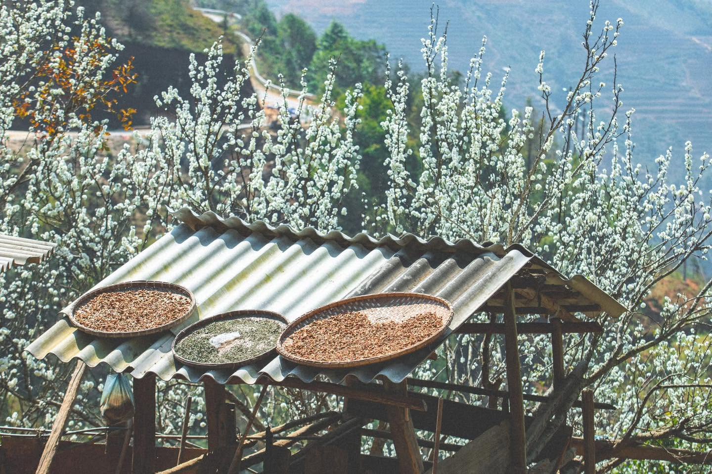 Rêu homestay Tà Xùa 2