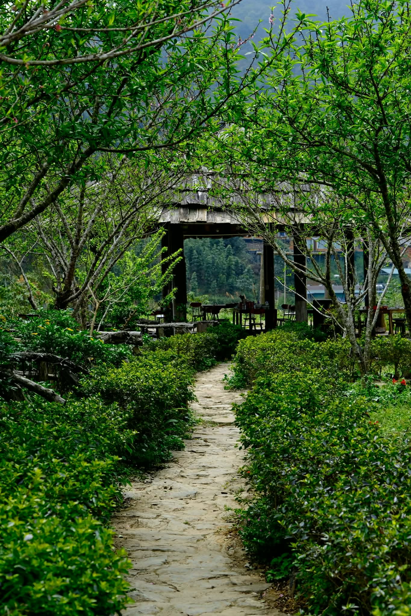 Tà Xùa Hills 22