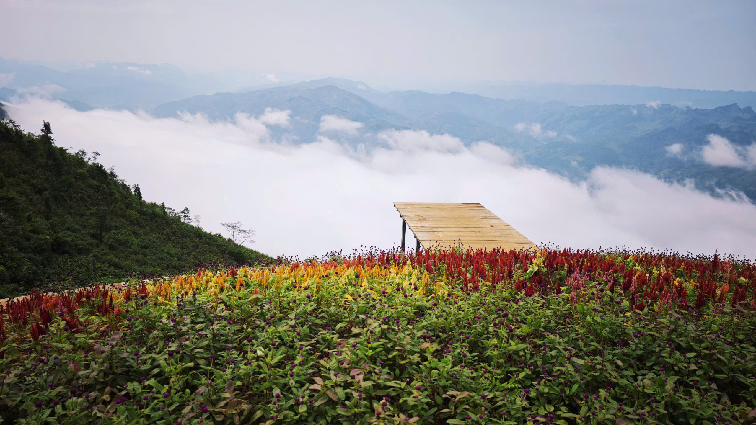 Biển mây và đồi hoa 2
